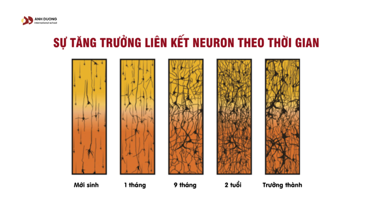 Tại sao từ 0 đến 6 tuổi là "giai đoạn vàng" phát triển não bộ của trẻ